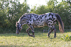 knabstrup horse in summer