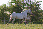 knabstrup horses