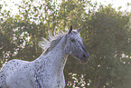 knabstrup horse in summer