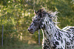 knabstrup horse in summer