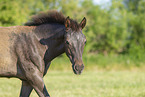 knabstrup horse foal