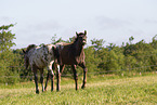 knabstrup horse foals