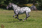 knabstrup horse in summer