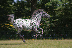 knabstrup horse in summer