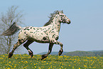 knabstrup stallion
