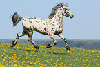 knabstrup stallion