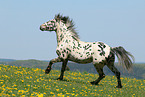 knabstrup stallion