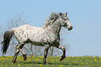 knabstrup stallion