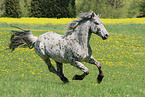 knabstrup stallion