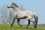 knabstrup stallion