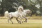 knabstrup stallions