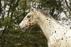 knabstrup foal