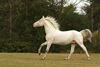 knabstrup stallion