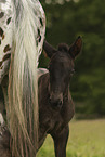 knabstrup foal