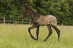 knabstrup foal