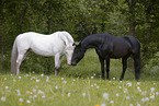 knabstrup stallions