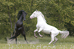 knabstrup stallions