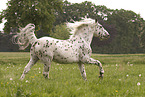 knabstrup stallion