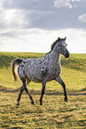 knabstrup horse mare