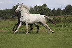 knabstrup horse