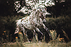 knabstrup hors