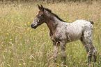Knabstrupper horse