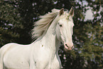 Knabstrupper horse
