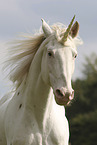 Knabstrupper horse