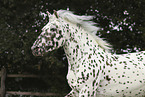 Knabstrupper horse