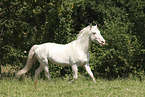 Knabstrupper stallion