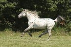 Knabstrupper stallion