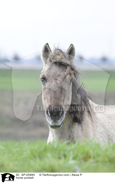 horse portrait / AP-05984