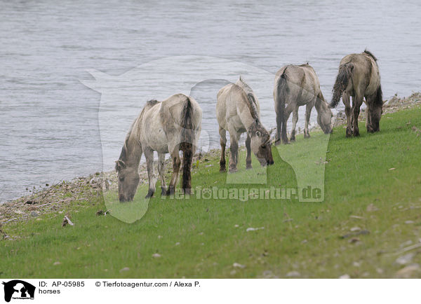 Koniks / horses / AP-05985