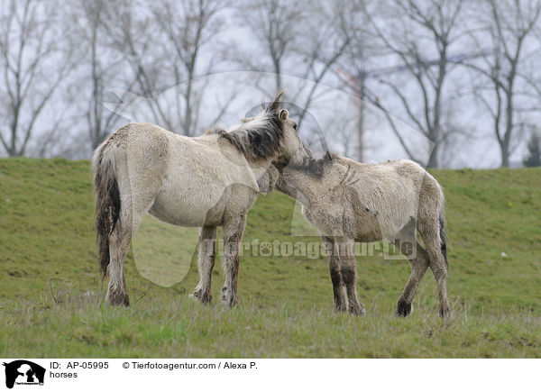horses / AP-05995