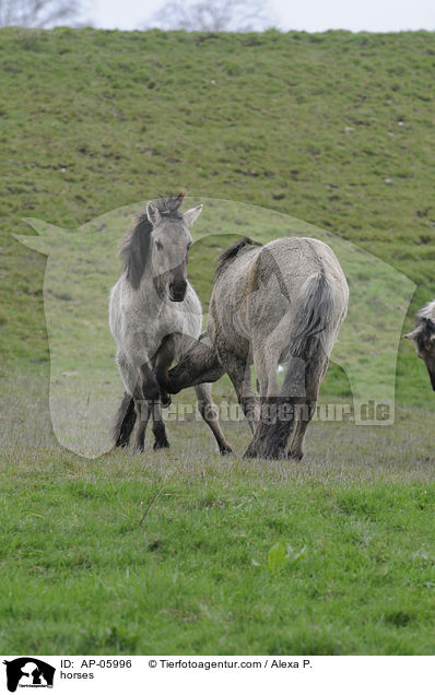 horses / AP-05996