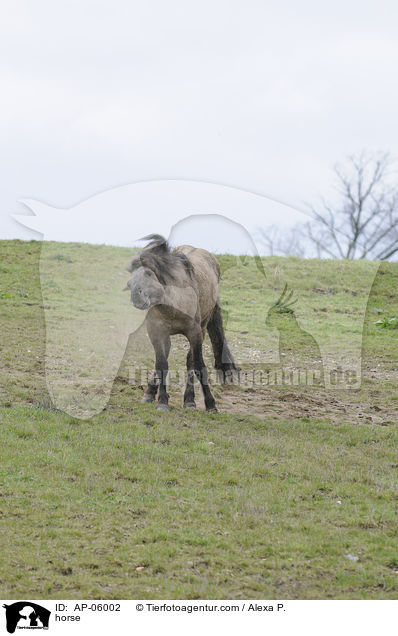 horse / AP-06002