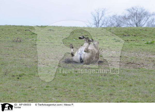 horse / AP-06003