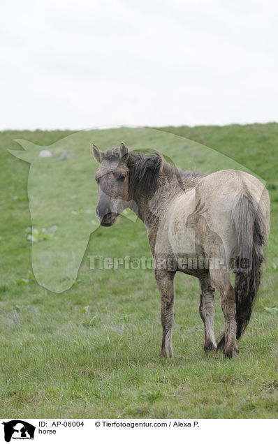 horse / AP-06004