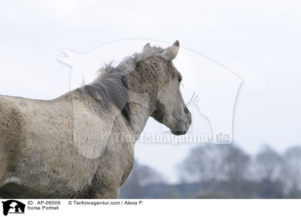 horse Portrait / AP-06006