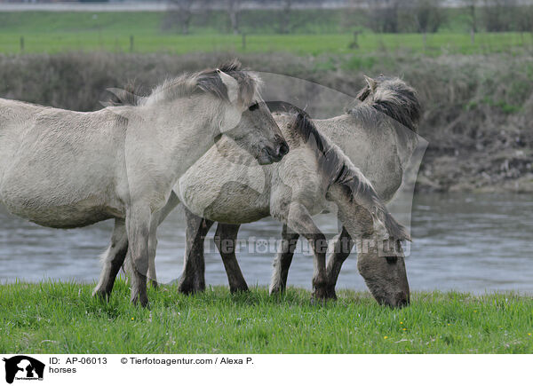 horses / AP-06013