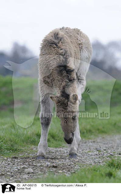 horse foal / AP-06015