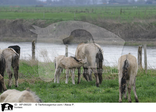 horses / AP-06020