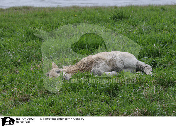 horse foal / AP-06024