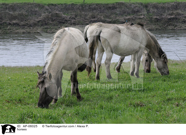 horses / AP-06025