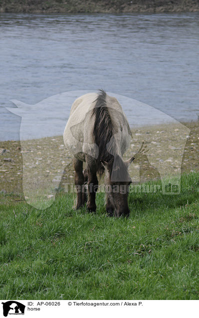 horse / AP-06026