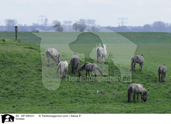 horses / AP-06031