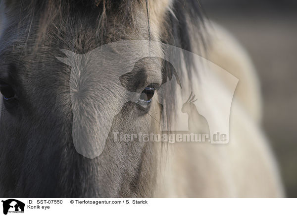 Konik eye / SST-07550