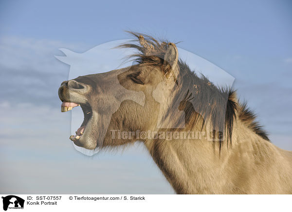 Konik Portrait / SST-07557
