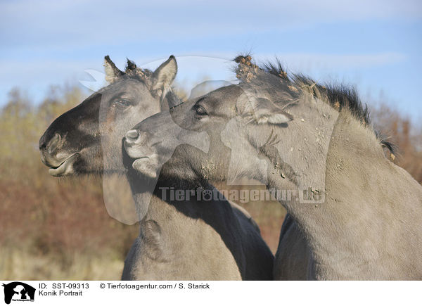 Konik Portrait / Konik Portrait / SST-09313