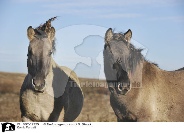 Konik Portrait / Konik Portrait / SST-09325